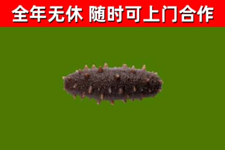 商丘回收海参干